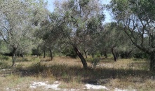 3518-VTA - Maglie - Terreno agricolo con ulivi