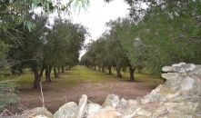 3319-VTA - Melendugno - Terreno agricolo con alberi di ulivo