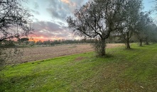 2125-VTA - Muro Leccese - Terreno agricolo