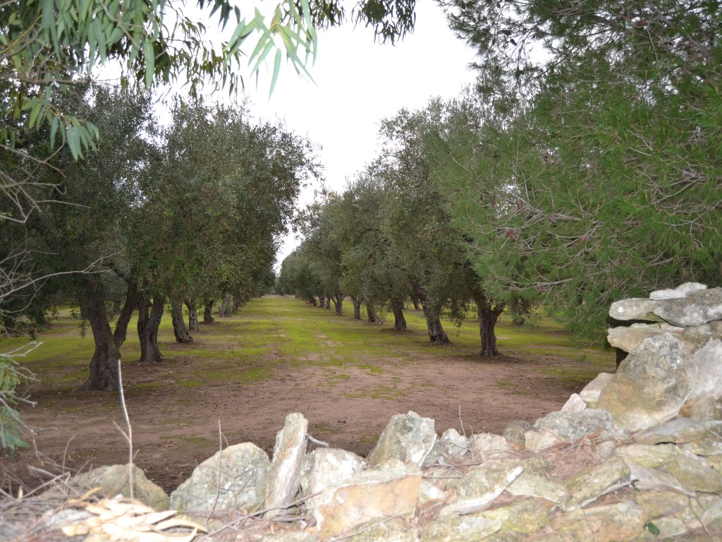 3319-VTA - Melendugno - Terreno agricolo con alberi di ulivo